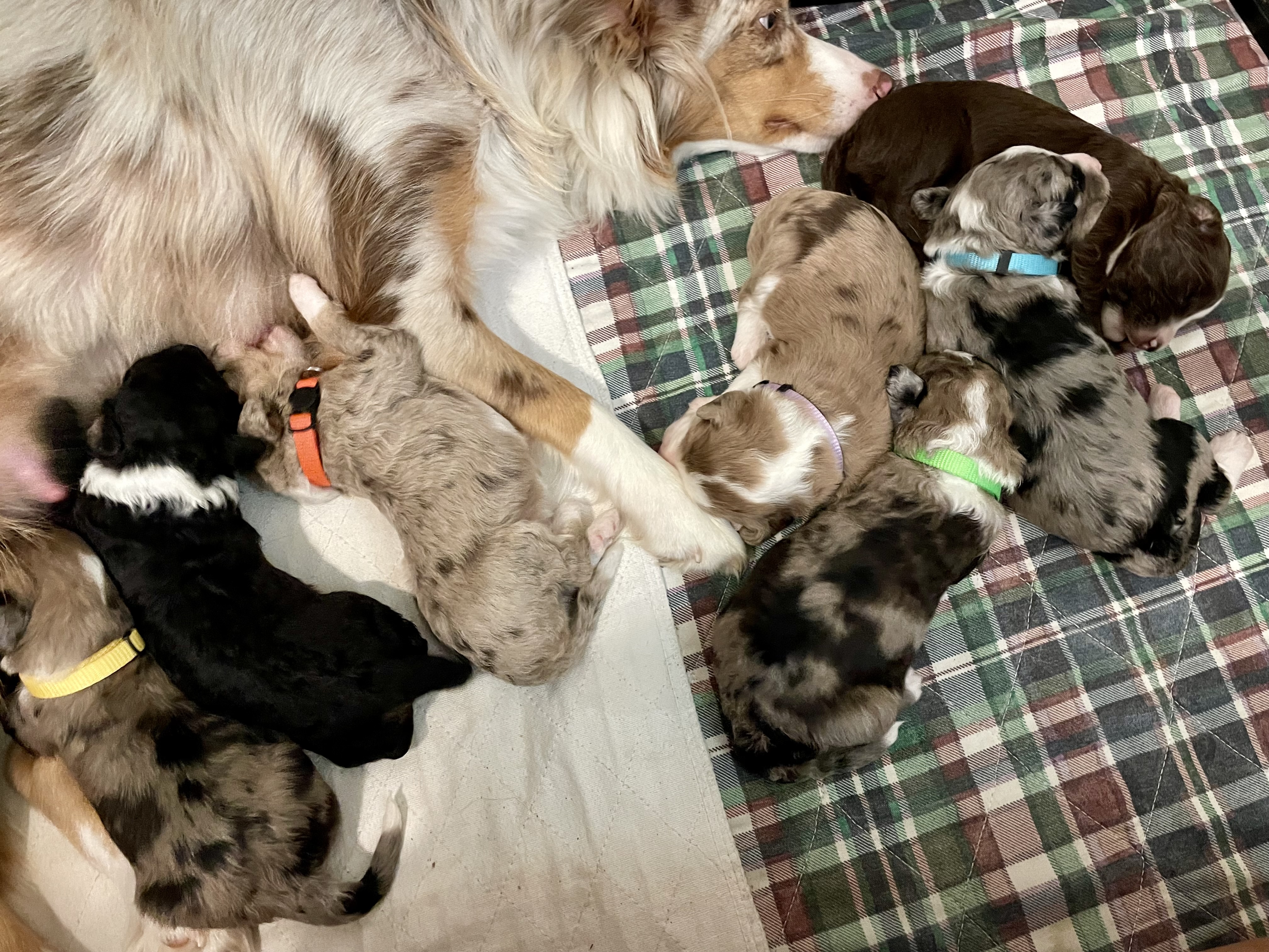 Doodle Dandy Puppies - Home Raised Bernedoodles and Aussiedoodles