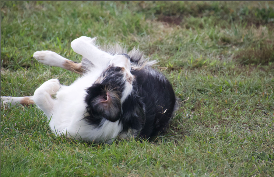Doodle Dandy Puppy