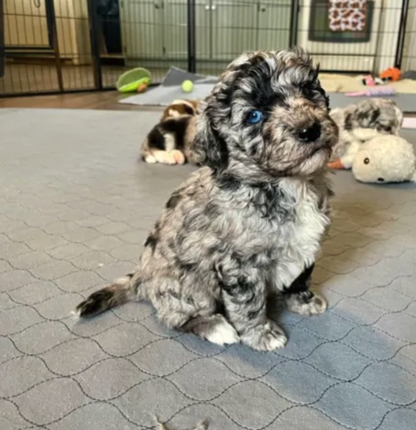 Doodle Dandy Puppy