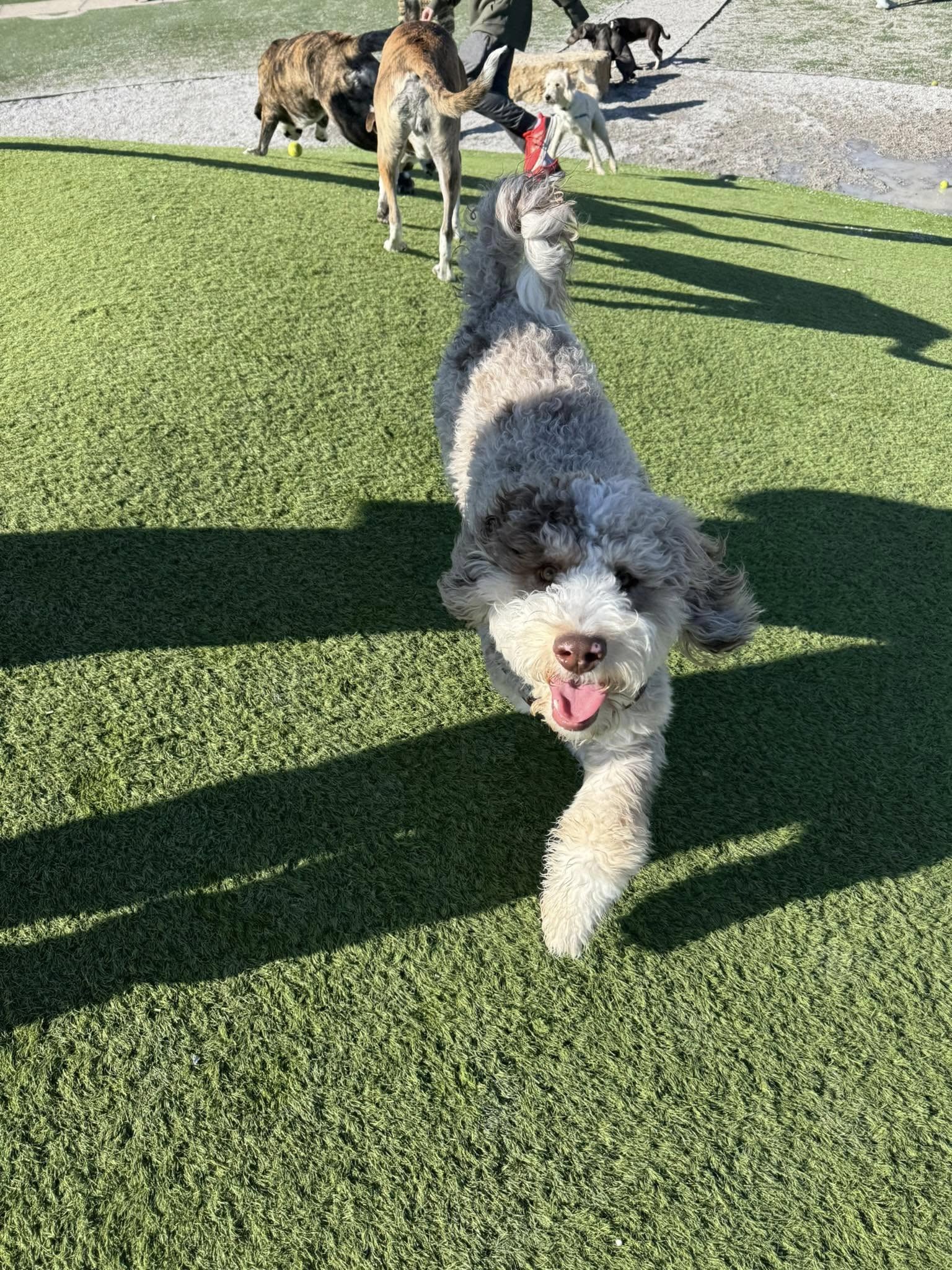 Doodle Dandy Puppy