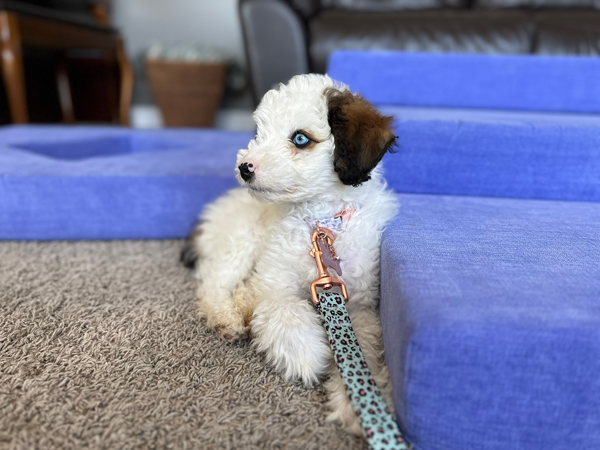 Doodle Dandy Puppy Love