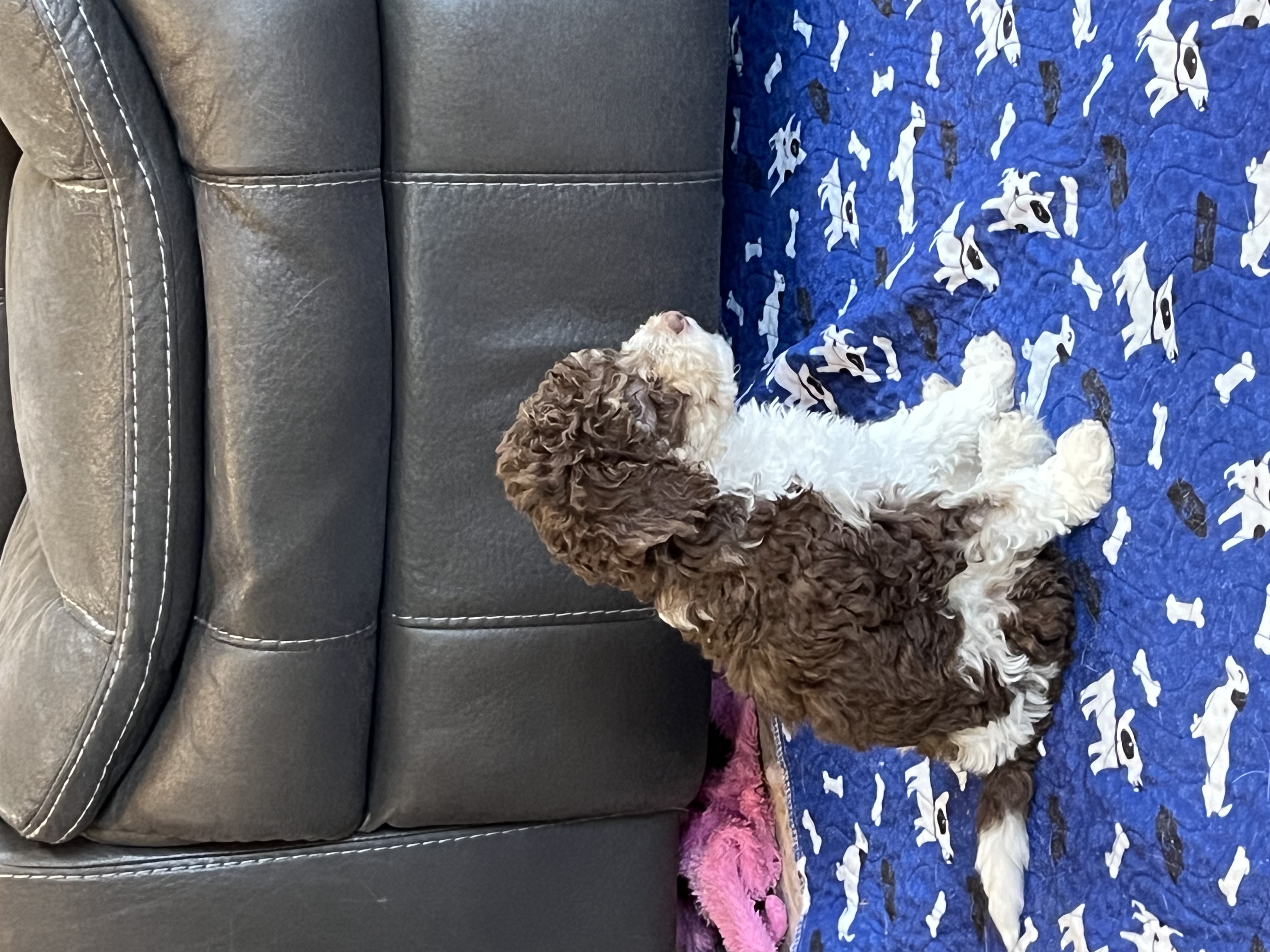 Doodle Dandy Puppy