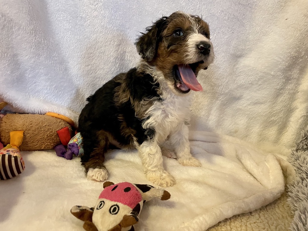Doodle Dandy Puppy Love