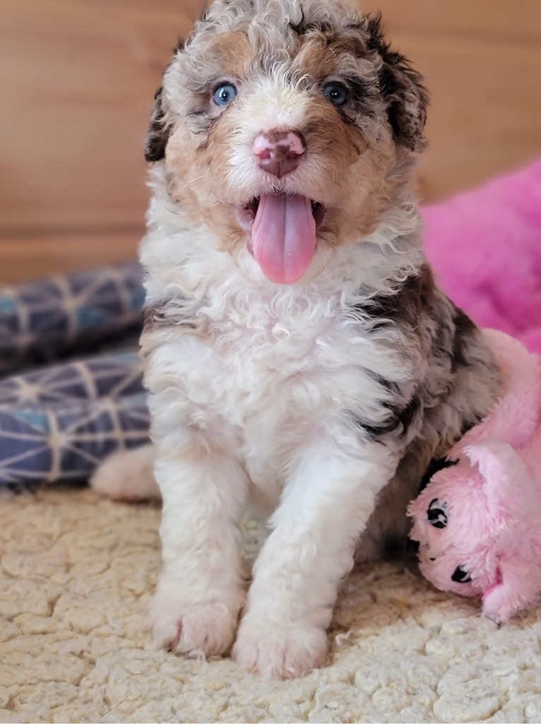 Doodle Dandy Puppy Love