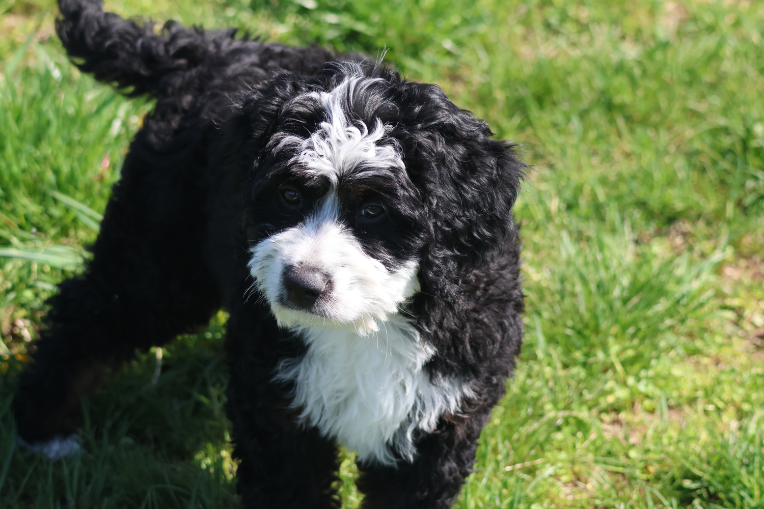 Doodle Dandy Puppy Love