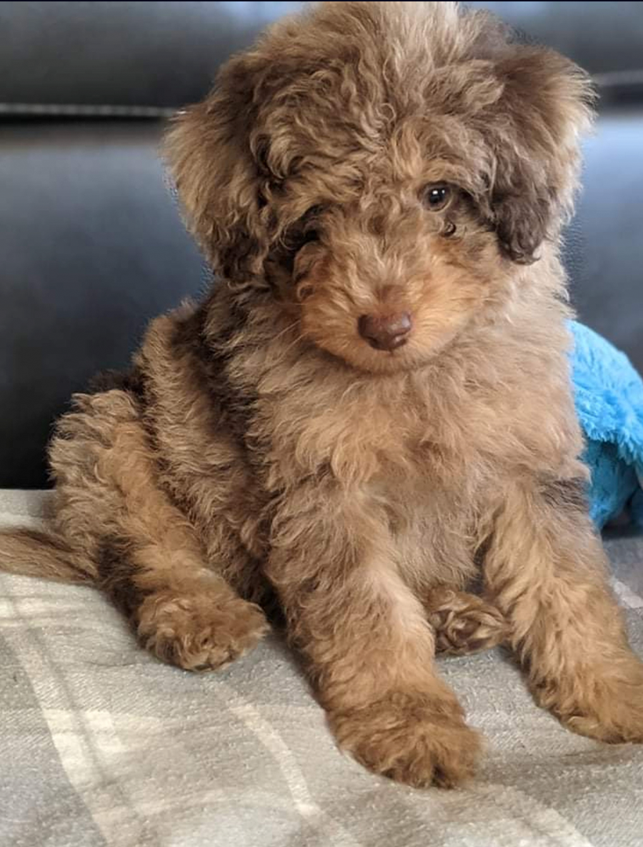Doodle Dandy Puppy