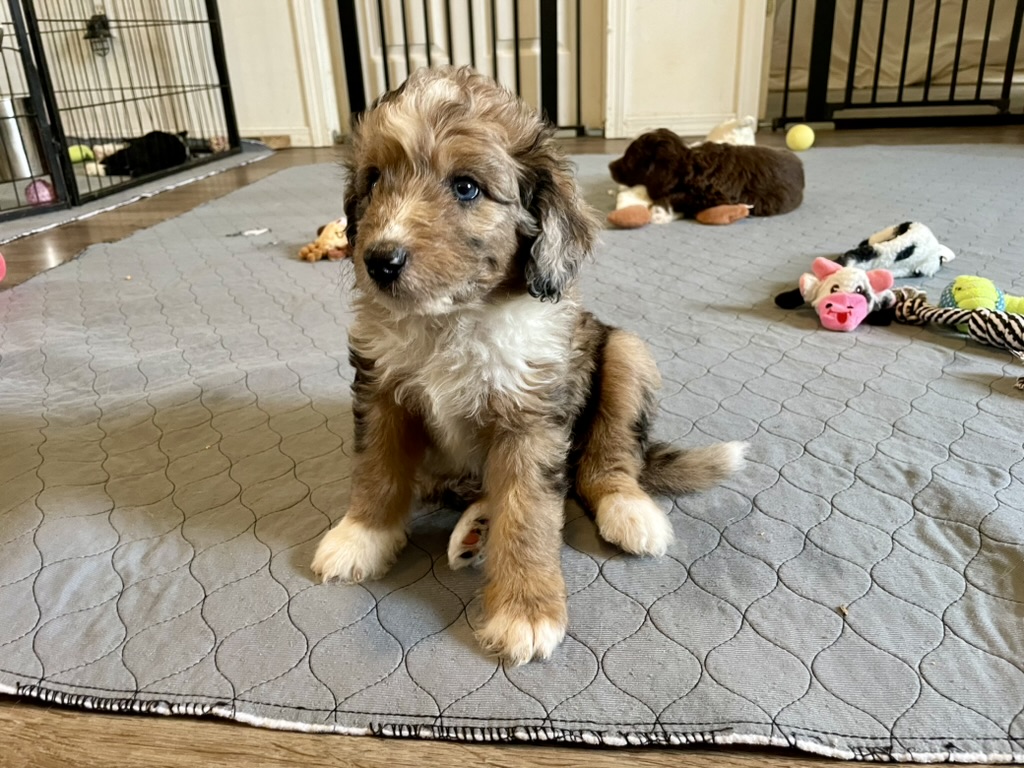 Doodle Dandy Puppy