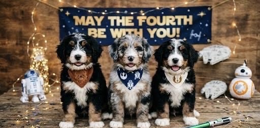 May the Fourth Be With You - Doodle Dandy Star Wars Litter