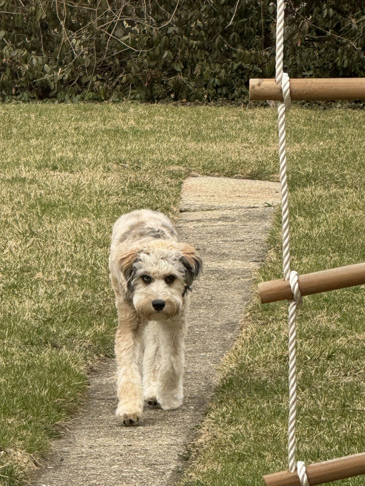 Doodle Dandy Puppy