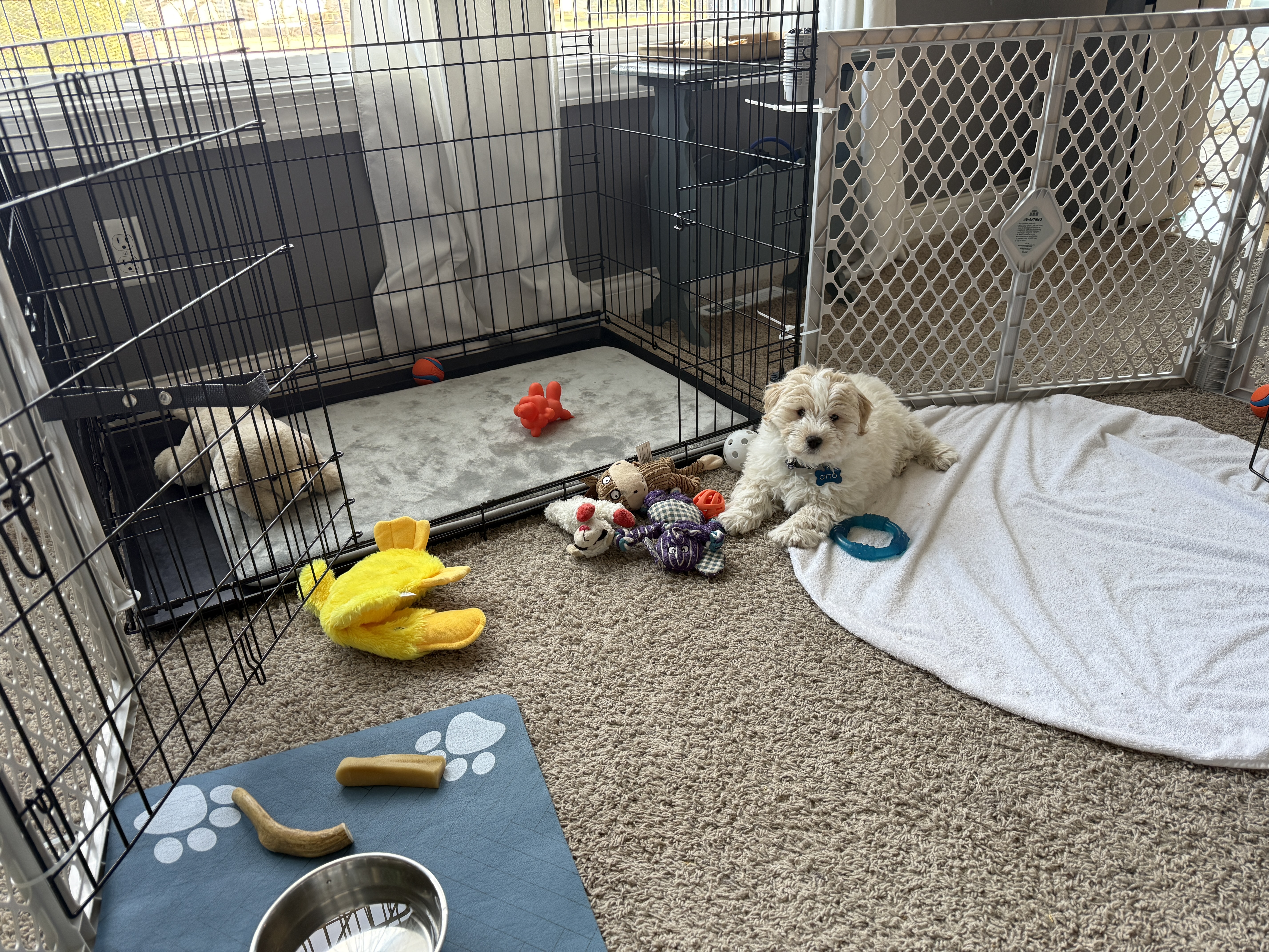 Puppy Play Area