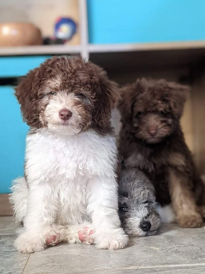 Adorable Doodle Dandy puppy