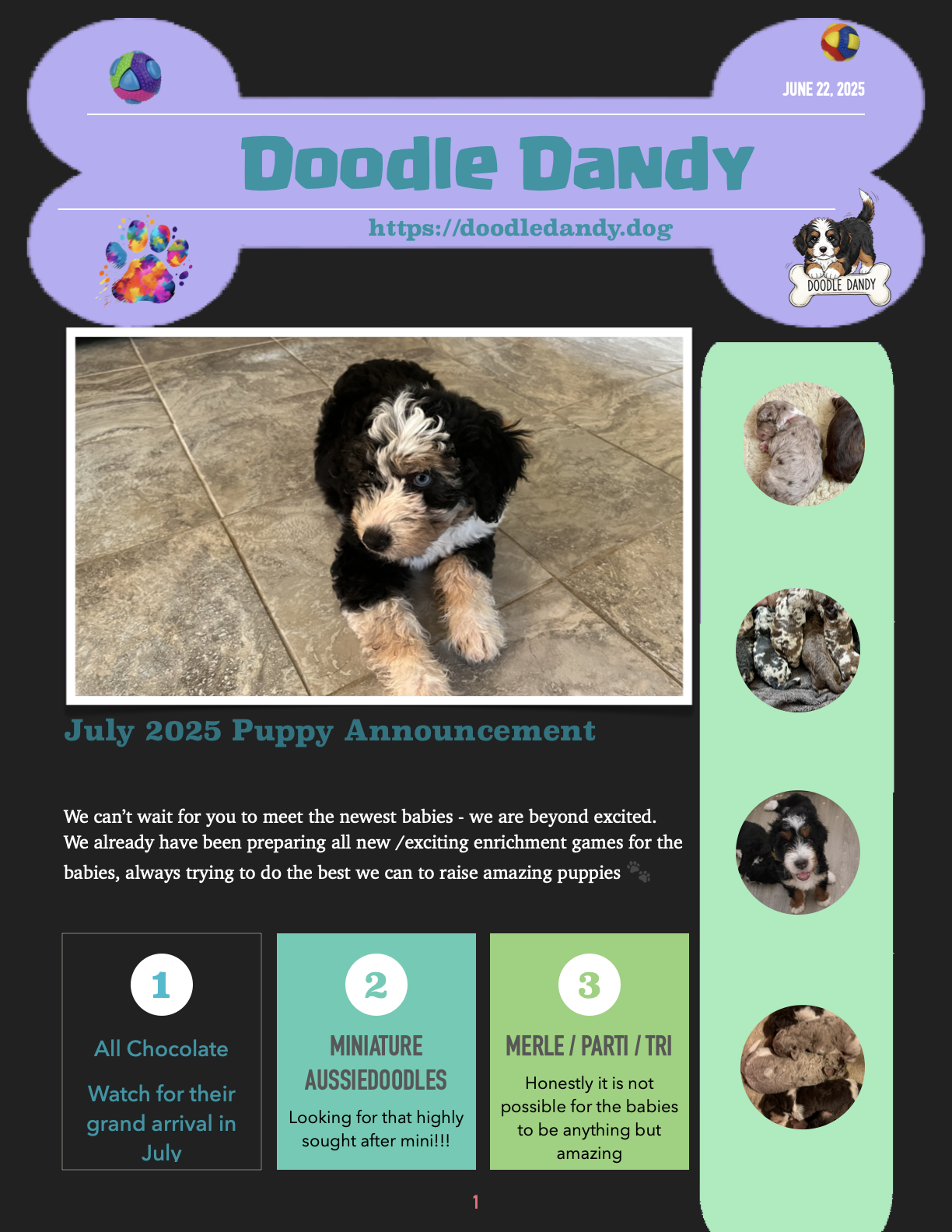 July 2025 Doodle Dandy chocolate Aussiedoodle puppy announcement