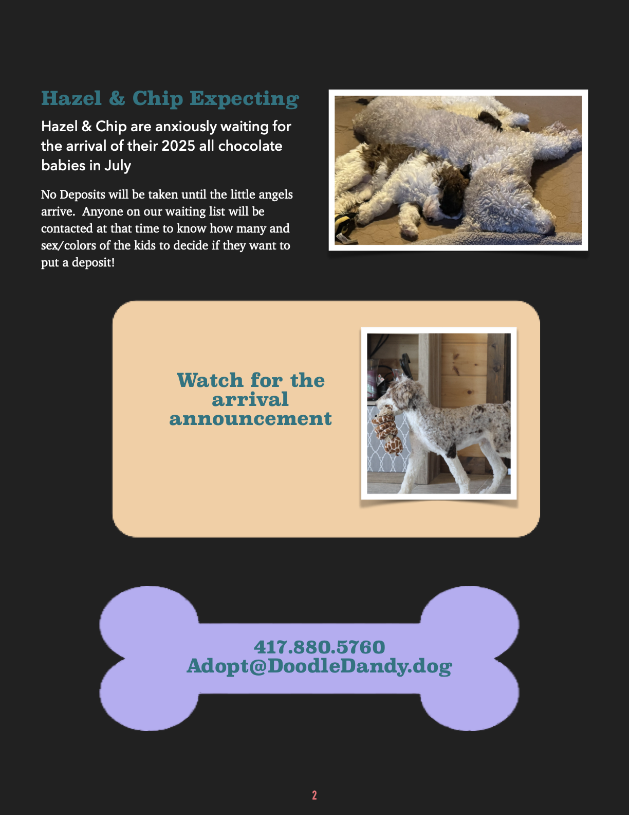 July 2025 Doodle Dandy Hazel and Chip breeding details and puppy information